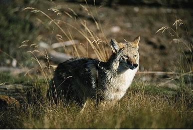 分析师称索尼正密切监控任天堂新主机的定价表现